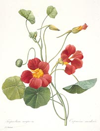 Tropaeolum majus (Garden Nasturtium), 1827 von Pierre-Joseph Redouté | Papier-Kunstdruck