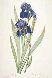 Iris germanica (Bearded Iris), 1812 by Pierre-Joseph Redouté | Paper Art Print