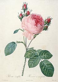 Rosier a cent feuilles, c.1817/24 von Pierre-Joseph Redouté | Papier-Kunstdruck