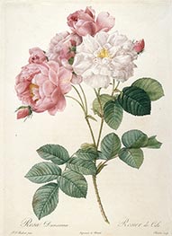 Rosier de Cels, c.1817/24 von Pierre-Joseph Redouté | Papier-Kunstdruck