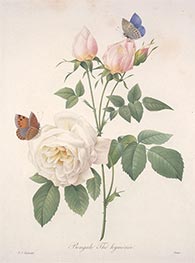 Bengale Thé hyménée, 1827 von Pierre-Joseph Redouté | Papier-Kunstdruck