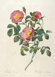Rosier d'Amour, c.1817/24 von Pierre-Joseph Redouté | Papier-Kunstdruck