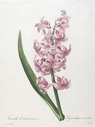 Jacinthe d'orient, rose (Hyacinth), 1827 von Pierre-Joseph Redouté | Papier-Kunstdruck