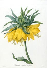 Fritillaire Imperiale, jaune, 1827 von Pierre-Joseph Redouté | Papier-Kunstdruck