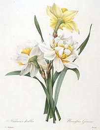Narcissus gouani (Double Daffodil), 1827 von Pierre-Joseph Redouté | Papier-Kunstdruck