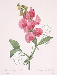 Lathyrus latifolius (Everlasting Pea), 1827 von Pierre-Joseph Redouté | Papier-Kunstdruck