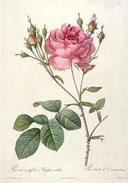 Rosa centifolia angelica rubra, c.1817/24 von Pierre-Joseph Redouté | Papier-Kunstdruck