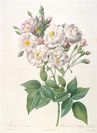 Rosa noisettiana, c.1817/24 von Pierre-Joseph Redouté | Papier-Kunstdruck