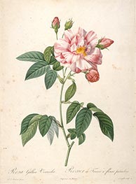 Rosier de France a fleurs panachees, c.1817/24 von Pierre-Joseph Redouté | Papier-Kunstdruck