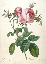 Pierre-Joseph Redouté | Rosier a cent feuilles, foliace, c.1817/24 | Giclée Paper Art Print