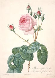 Pierre-Joseph Redouté | Rosier a feuilles de Laitue, c.1817/24 | Giclée Paper Print