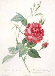 Rosa indica cruenta, c.1817/24 von Pierre-Joseph Redouté | Papier-Kunstdruck
