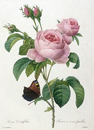 Rosier a cent feuilles, 1827 von Pierre-Joseph Redouté | Papier-Kunstdruck