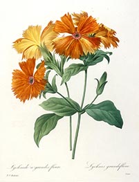 Lychnide a grandes fleurs, 1827 von Pierre-Joseph Redouté | Papier-Kunstdruck