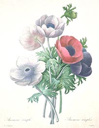 Anemone simple | Pierre-Joseph Redouté | Gemälde Reproduktion