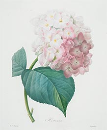 Hortensia, 1827 von Pierre-Joseph Redouté | Papier-Kunstdruck