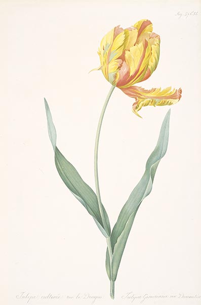 Tulipa gesneriana var. dracontia (Parrot Tulip), 1816 | Pierre-Joseph Redouté | Giclée Papier-Kunstdruck