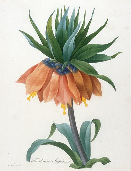 Fritillaire Imperiale, 1827 | Pierre-Joseph Redouté | Giclée Papier-Kunstdruck
