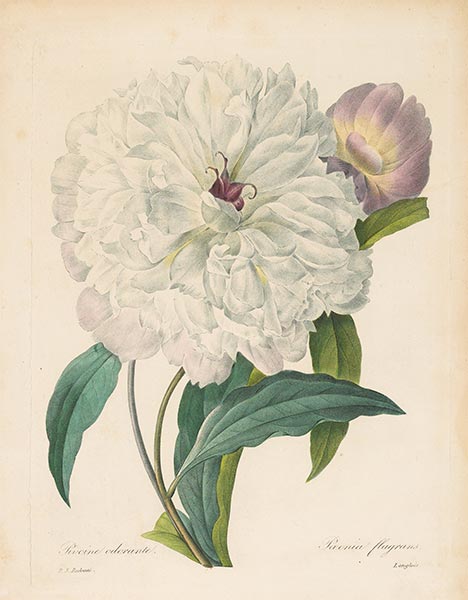Paeonia flagrans. Peony, 1827 | Pierre-Joseph Redouté | Giclée Paper Art Print