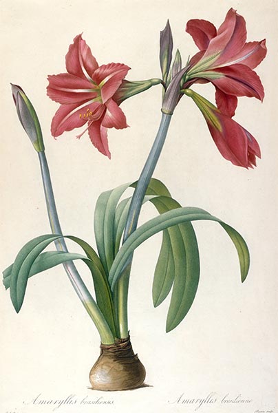 Amaryllis brasiliensis (Brazilian Amaryllis), 1816 | Pierre-Joseph Redouté | Giclée Paper Art Print