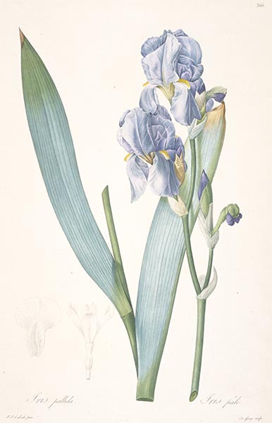 Iris pale, 1813 | Pierre-Joseph Redouté