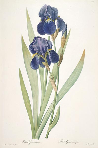 Iris germanica (Bearded Iris), 1812 | Pierre-Joseph Redouté