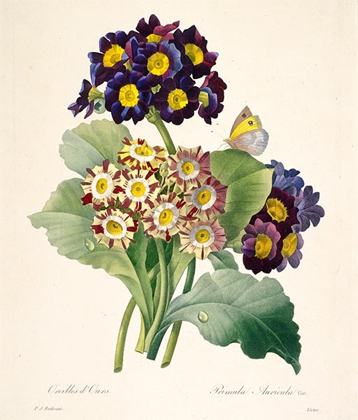Primula auricula (Primroses), 1827 | Pierre-Joseph Redouté