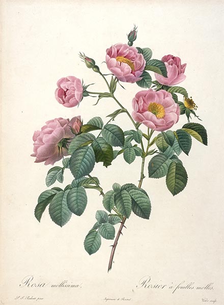 Rosier a feuilles molles, c.1817/24 | Pierre-Joseph Redouté | Giclée Papier-Kunstdruck