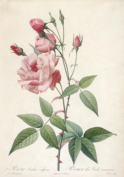 Rosier des Indes commun, c.1817/24 | Pierre-Joseph Redouté