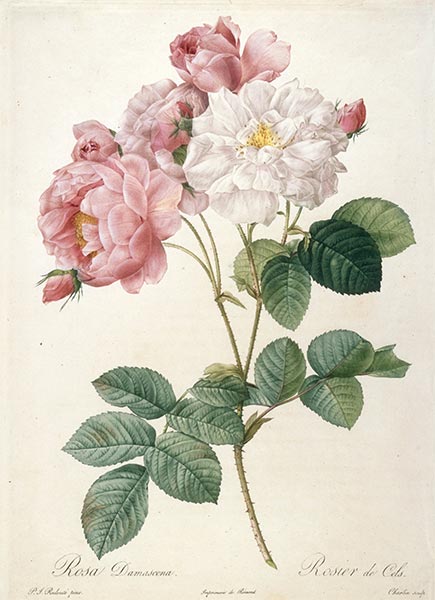 Rosier de Cels, c.1817/24 | Pierre-Joseph Redouté | Giclée Paper Art Print