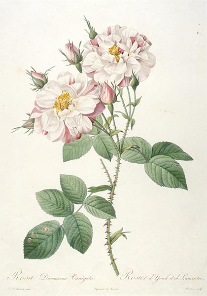 Rosa damascene variegata, c.1817/24 | Pierre-Joseph Redouté