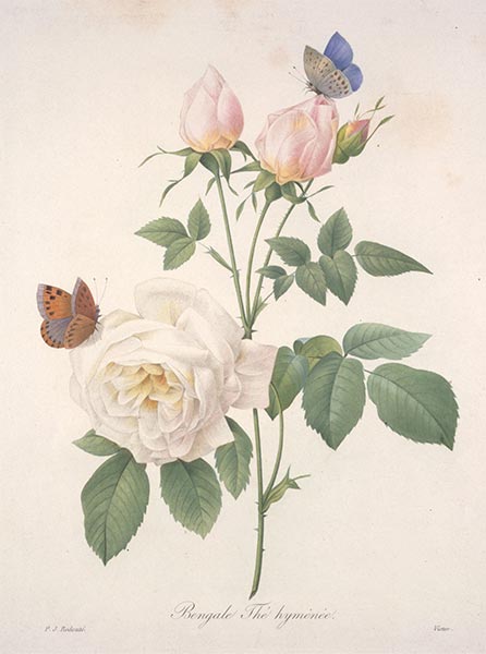 Bengale Thé hyménée, 1827 | Pierre-Joseph Redouté | Giclée Papier-Kunstdruck