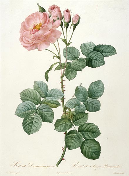 Rosier Aurore Poniatowska, c.1817/24 | Pierre-Joseph Redouté