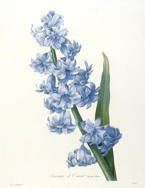 Jacinte d'Orient. Variete bleue, 1827 | Pierre-Joseph Redouté