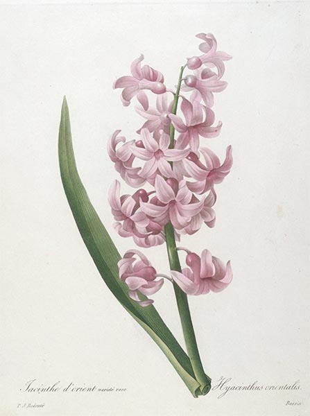 Pierre-Joseph Redouté | Jacinthe d'orient, rose (Hyacinth), 1827 | Giclée Paper Print