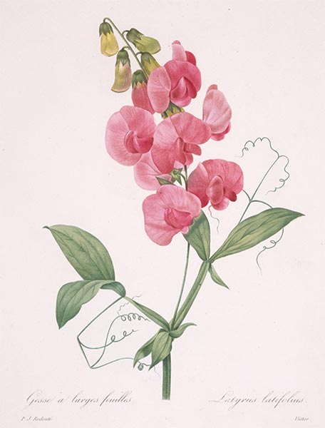 Lathyrus latifolius (Everlasting Pea), 1827 | Pierre-Joseph Redouté