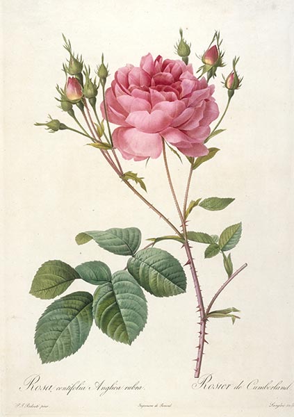 Rosa centifolia angelica rubra, c.1817/24 | Pierre-Joseph Redouté