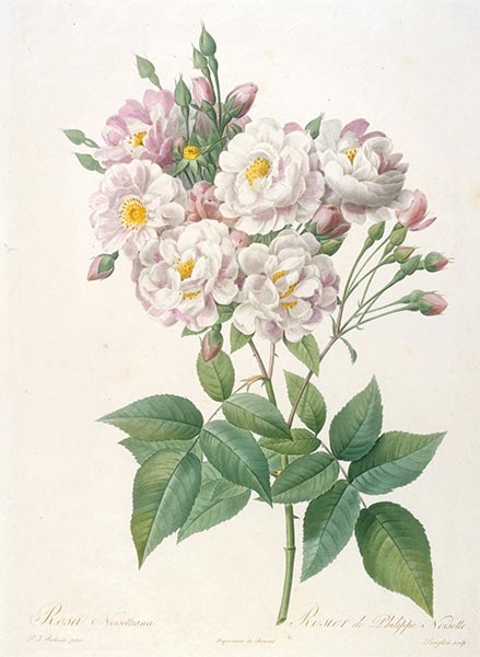 Rosa noisettiana, c.1817/24 | Pierre-Joseph Redouté