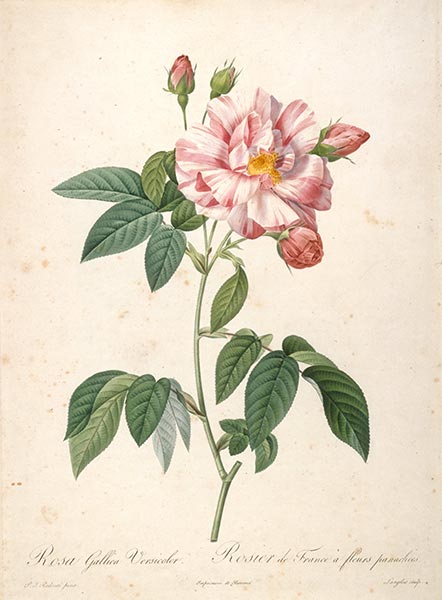 Rosier de France a fleurs panachees, c.1817/24 | Pierre-Joseph Redouté