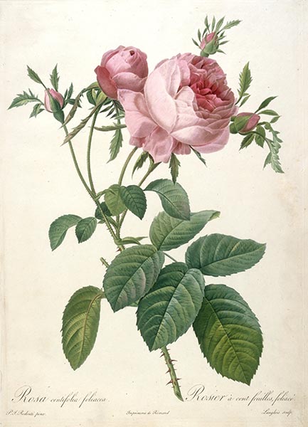 Rosier a cent feuilles, foliace, c.1817/24 | Pierre-Joseph Redouté
