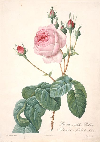Rosier a feuilles de Laitue, c.1817/24 | Pierre-Joseph Redouté | Giclée Paper Art Print