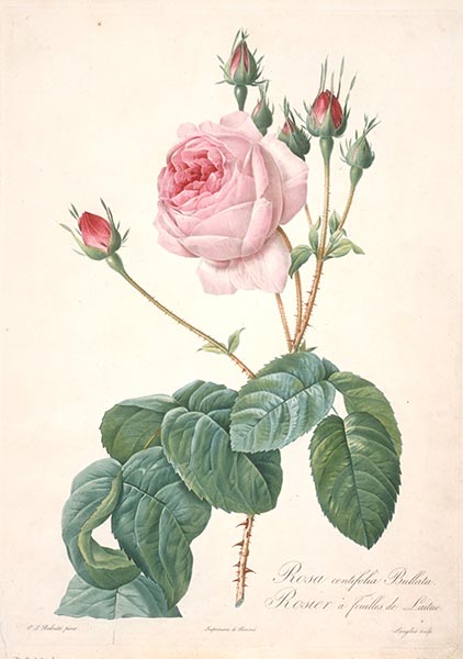 Rosier a feuilles de Laitue, c.1817/24 | Pierre-Joseph Redouté