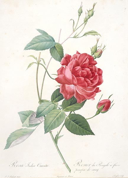 Rosa indica cruenta, c.1817/24 | Pierre-Joseph Redouté