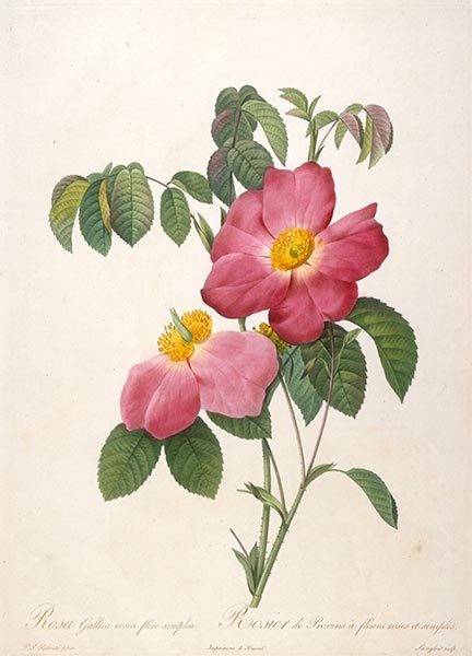 Rosier de Provinsi a fleurs roses et simples, c.1817/24 | Pierre-Joseph Redouté