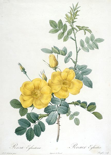 Rosier Eglantier, 1827 | Pierre-Joseph Redouté