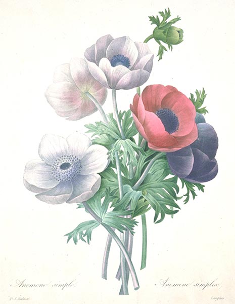 Anemone simple, 1827 | Pierre-Joseph Redouté