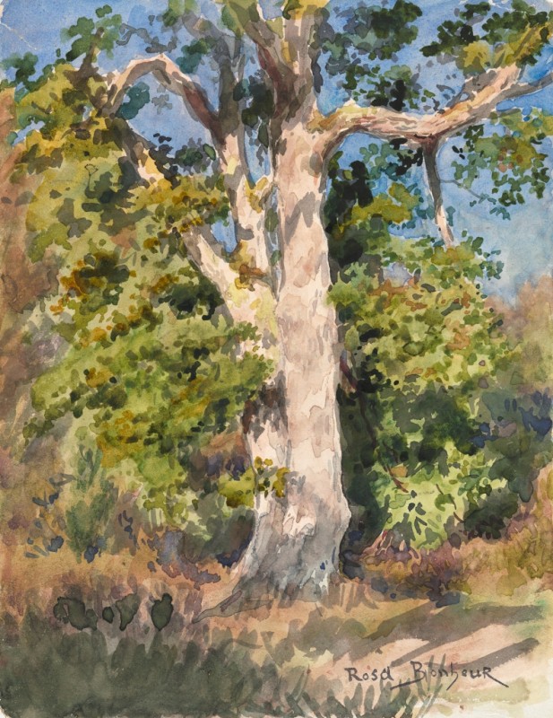 Tree Study, c.1842/99 | Rosa Bonheur | Giclée Paper Art Print