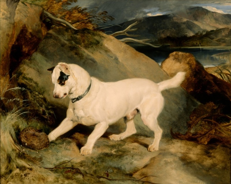Jocko with a Hedgehog, 1828 | Landseer | Giclée Canvas Print