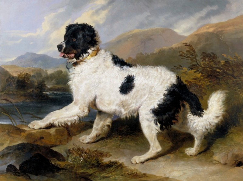 Löwe: Ein Neufundländer Hund, 1824 | Landseer | Giclée Leinwand-Kunstdruck
