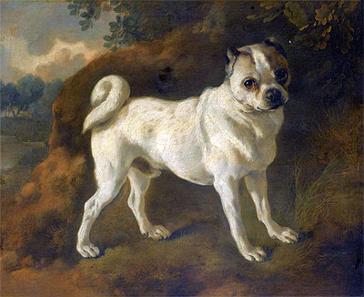 A Pug, c.1780/85 | Gainsborough